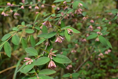 Wikstroemia monnula