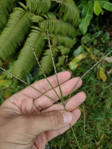 Digitaria eriantha observed 2022-08-13