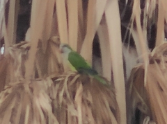 Myiopsitta monachus