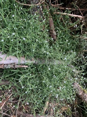 Cerastium takasagomontanum
