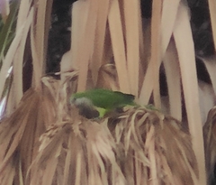 Myiopsitta monachus