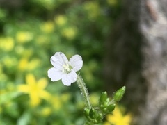Cerastium takasagomontanum
