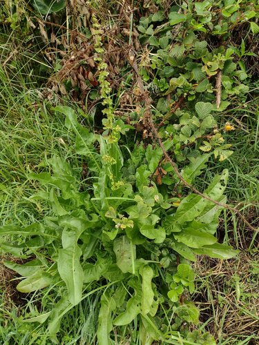 Rumex crispus, 2022-08-13