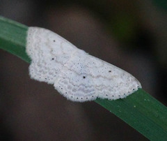 Scopula benitaria