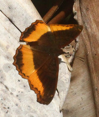 Eurytela dryope