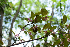 Wikstroemia monnula