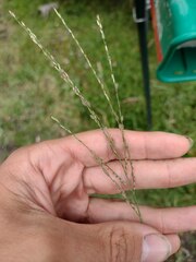 Digitaria eriostachya