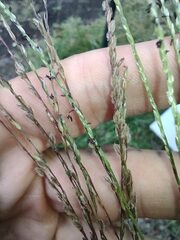 Digitaria eriostachya