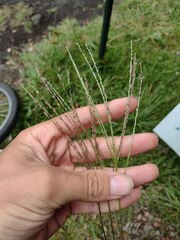 Digitaria eriostachya
