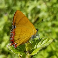 Heliophorus brahma