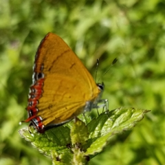 Heliophorus brahma