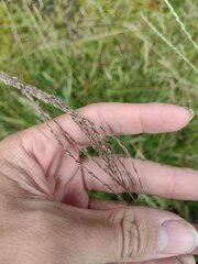 Digitaria eriostachya