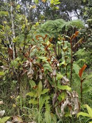 Hedychium greenii