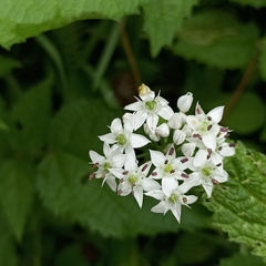 Allium humile