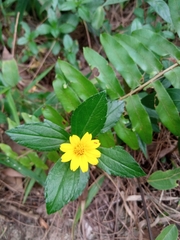 Sphagneticola trilobata