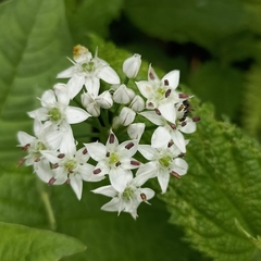 Allium humile