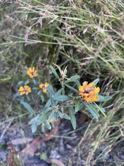 Pultenaea myrtoides
