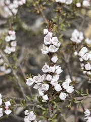 Cyanothamnus rigens