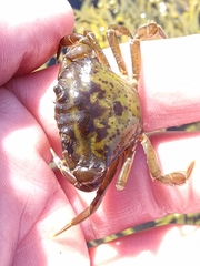 Carcinus maenas
