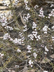 Cyanothamnus rigens