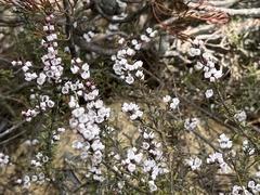 Cyanothamnus rigens