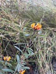 Pultenaea myrtoides