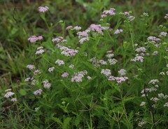 Achillea roseo-alba