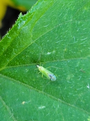 Malacocoris chlorizans