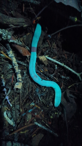Rama catfish (Rama rama) — Bagridae