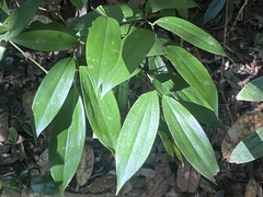 Kuntheria pedunculata