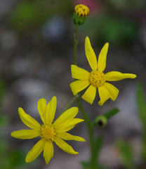 Senecio pinnatifolius latilobus
