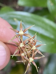 Kuntheria pedunculata