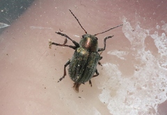 Colaspidea smaragdula