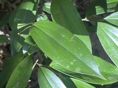 Kuntheria pedunculata