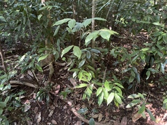 Kuntheria pedunculata
