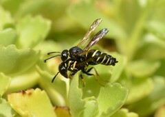 Gymnomerus laevipes