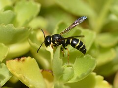 Gymnomerus laevipes