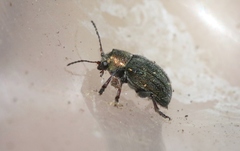 Colaspidea smaragdula