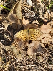 Argynnis adippe
