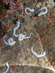 Spirobranchus triqueter image