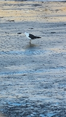 Larus fuscus