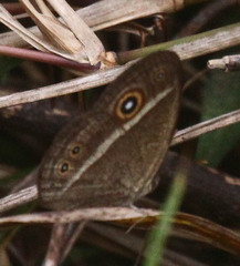 Brakefieldia perspicua