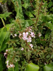 Heterocentron subtriplinervium