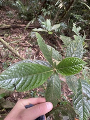 Atractocarpus hirtus