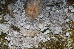 Cladonia nashii