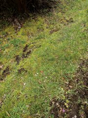 Digitaria eriostachya