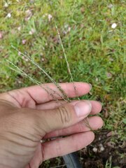 Digitaria eriostachya