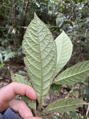 Atractocarpus hirtus