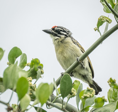 Pogoniulus pusillus
