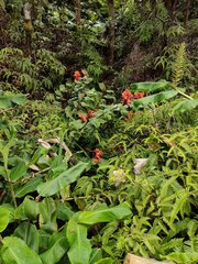 Hedychium greenii